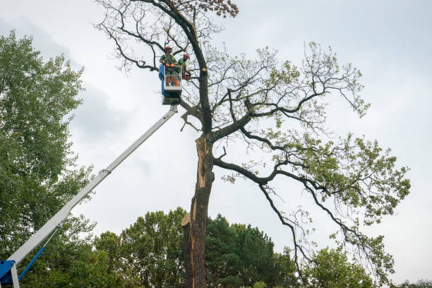 Professional Tree Services in Duncannon, PA