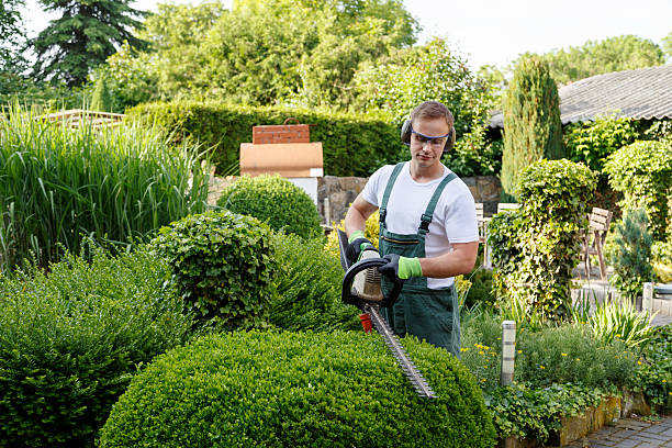 Leaf Removal