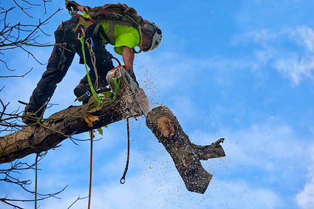 How Our Tree Care Process Works  in  Duncannon, PA